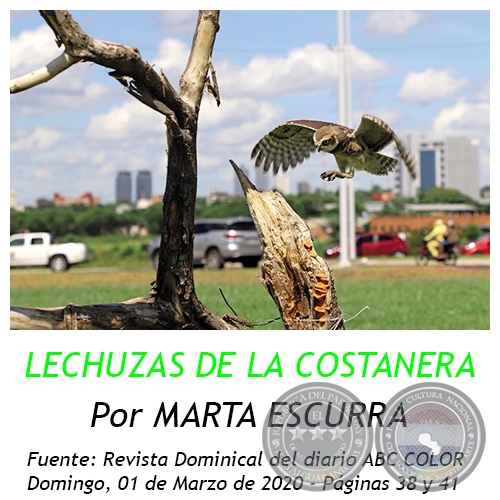 LECHUZAS DE LA COSTANERA - Por MARTA ESCURRA   